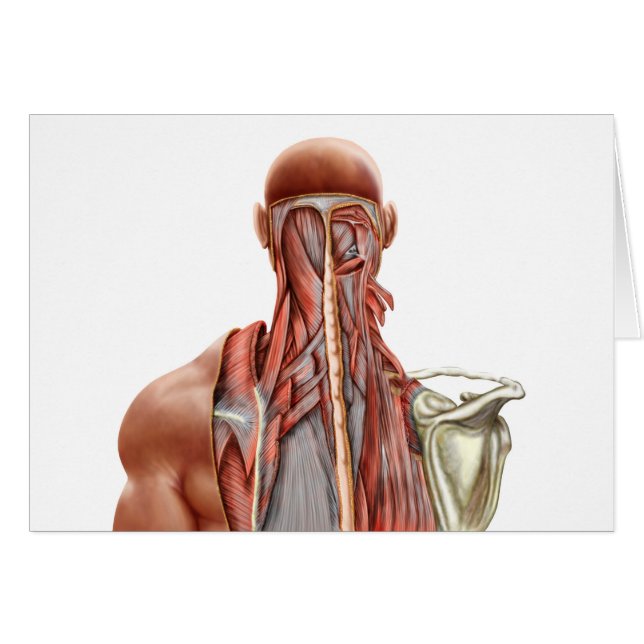 Human Anatomy Showing Deep Muscles In The Neck (Front Horizontal)