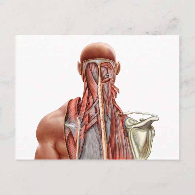 Human Anatomy Showing Deep Muscles In The Neck Postcard (Front)