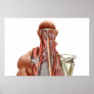 Human Anatomy Showing Deep Muscles In The Neck Poster