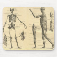 Human Anatomy Skeleton and muscles of the body