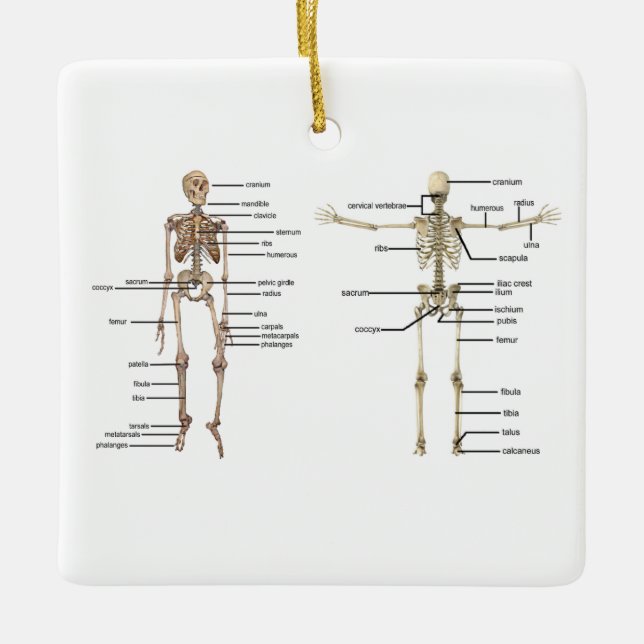 Human Anatomy Skeleton medical diagram labelled Ceramic Ornament (Front)