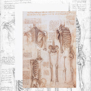 Human Anatomy Skeletons by Leonardo da Vinci