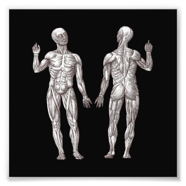 Human Anatomy - The Muscular System Photo Print (Front)