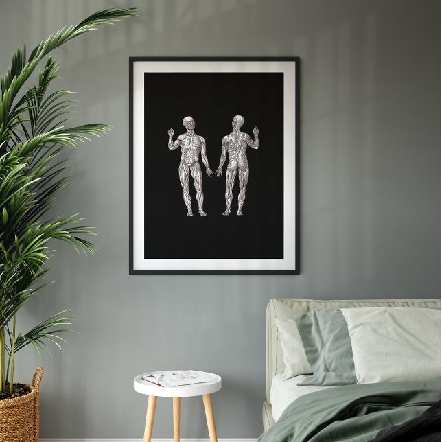 Human Anatomy - The Muscular System Poster (Creator Uploaded)