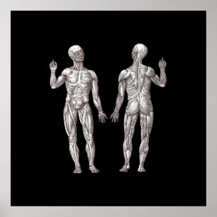 Human Anatomy - The Muscular System Poster