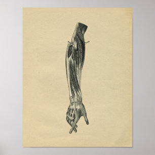 Human Arm Anatomy 1902 Vintage Print