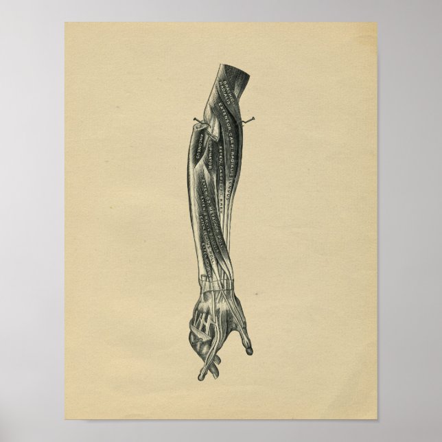 Human Arm Anatomy 1902 Vintage Print (Front)