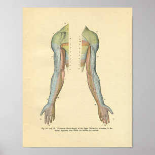 Human Arm Cutaneous Nerve Innervation Print