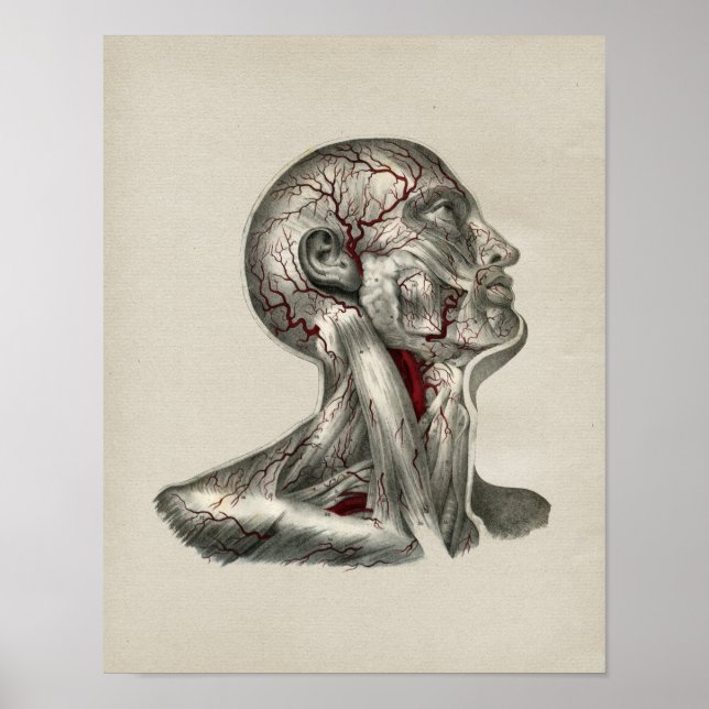 Human Artery Anatomy Vintage Print (Front)