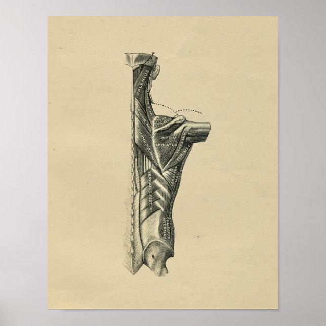 Human Back Muscles Anatomy 1902 Vintage Print (Front)