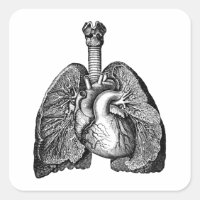 Human Biology Anatomy Heart Lungs Science Art