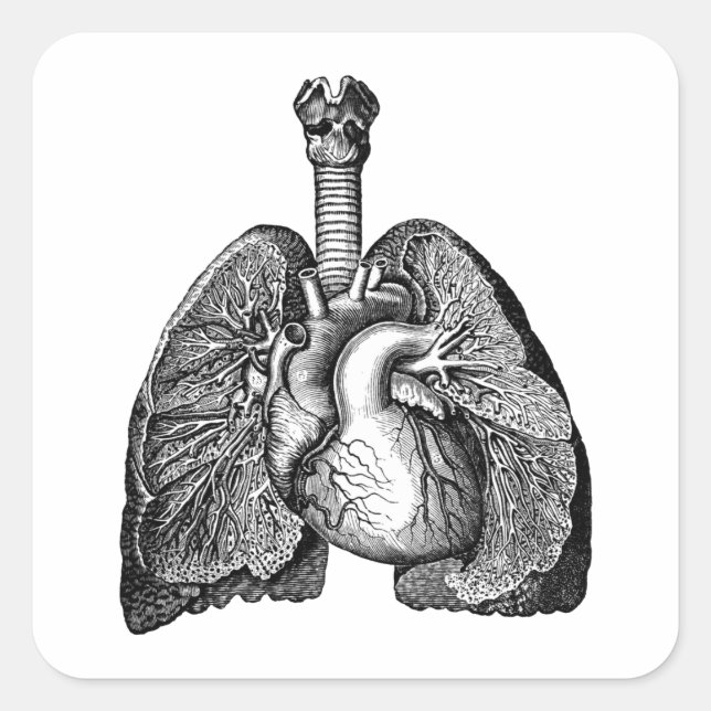 Human Biology Anatomy Heart Lungs Science Art Square Sticker (Front)
