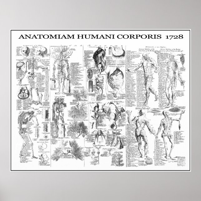 HUMAN BODY ANATOMY  1728 POSTER (Front)