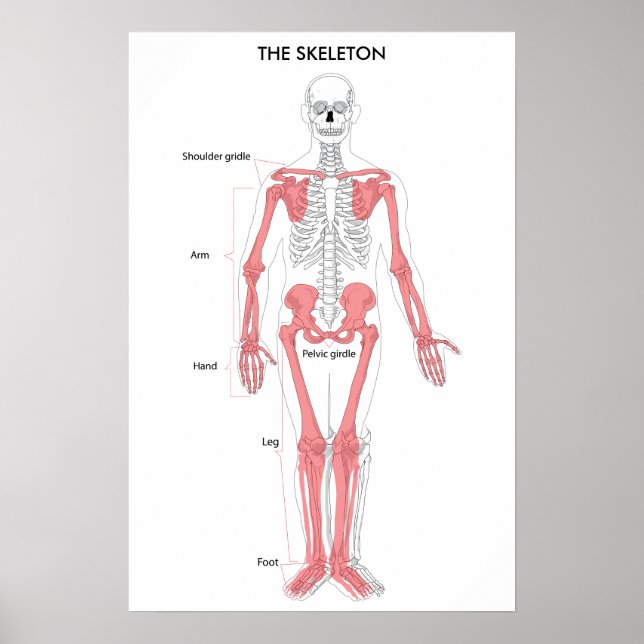Human Body Anatomy Skeleton Anatomical Bone Chart  (Front)