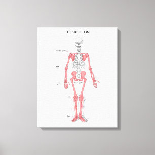 Human Body Anatomy Skeleton Anatomical Bone Chart  Canvas Print
