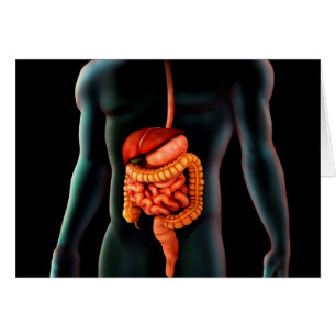 Human Body And Digestive System