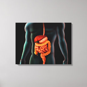Human Body And Digestive System Canvas Print