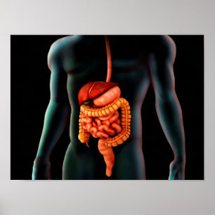 Human Body And Digestive System Poster