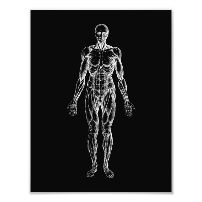 Human body, male anatomy black and white  photo print (Front)
