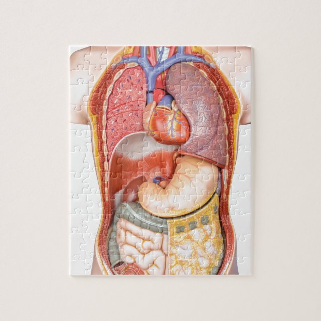 Human body model with organs isolated on white jigsaw puzzle (Vertical)