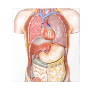 Human body model with organs isolated on white notepad