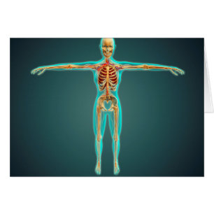 Human Body Showing Skeletal System, Arteries 1