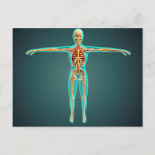Human Body Showing Skeletal System, Arteries 1 Postcard