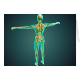 Human Body Showing Skeletal System, Arteries 2