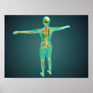 Human Body Showing Skeletal System, Arteries 2 Poster