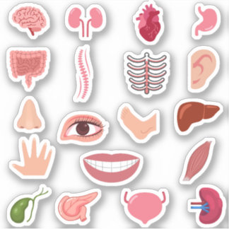 HUMAN BODY STICKERS