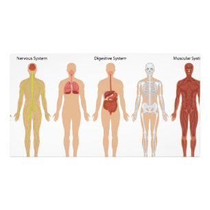 Human body systems   photo print