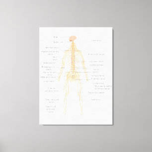 Human Body's Nervous System Body Diagram Chart Canvas Print