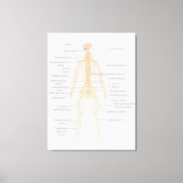 Human Body's Nervous System Body Diagram Chart  Canvas Print (Front)