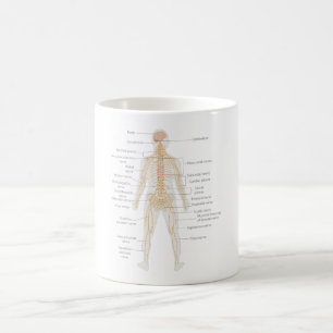 Human Body's Nervous System Body Diagram Chart  Coffee Mug