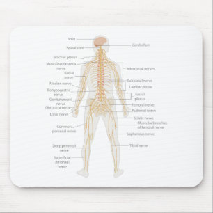 Human Body's Nervous System Body Diagram Chart Mouse Mat