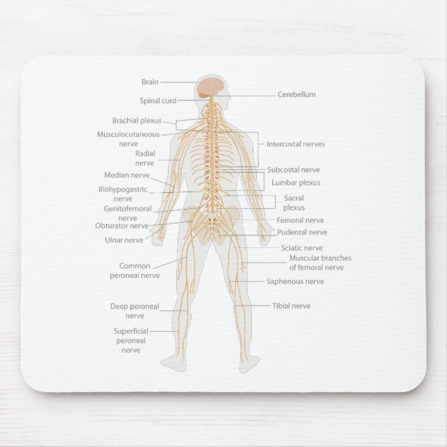 Human Body's Nervous System Body Diagram Chart Mouse Mat (Front)