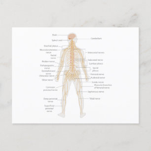 Human Body's Nervous System Body Diagram Chart  Postcard