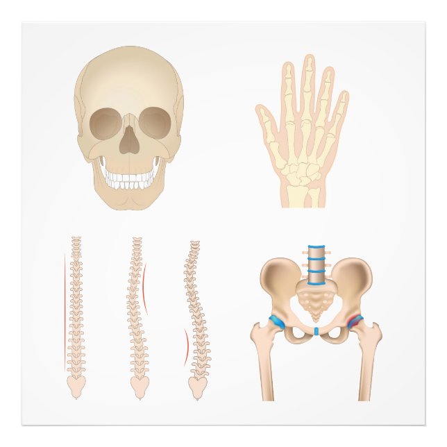 Human bones photo print (Front)