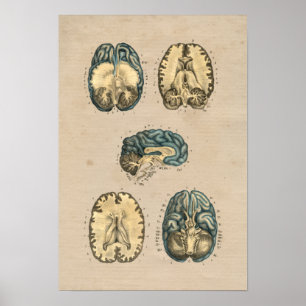 Human Brain Anatomy 1841 Print