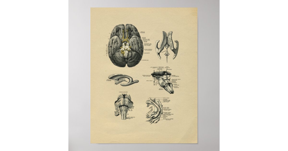 Human Brain Anatomy 1902 Vintage Print | Zazzle