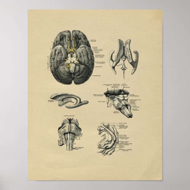 Human Brain Anatomy 1902 Vintage Print (Front)