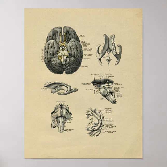 Human Brain Anatomy 1902 Vintage Print | Zazzle