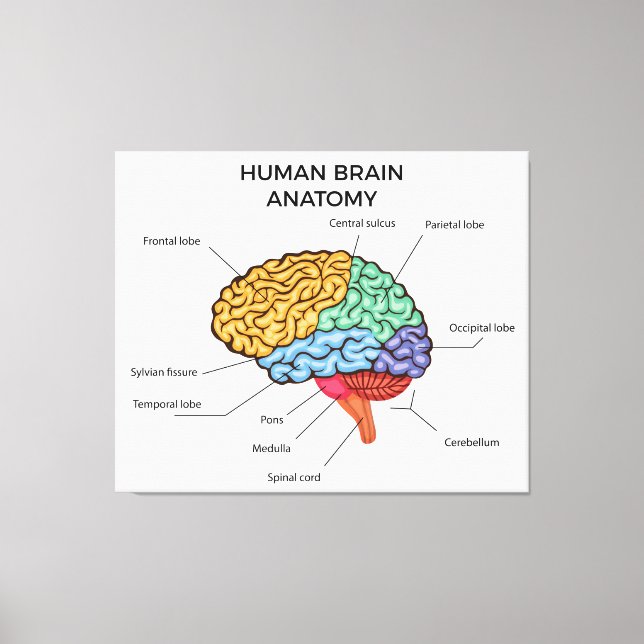 Human Brain Anatomy   Canvas Print (Front)