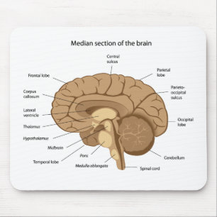 Human brain anatomy Mousepad