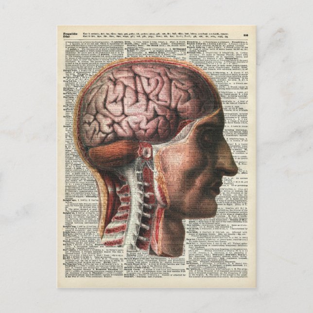 Human Brain Anatomy Postcard (Front)