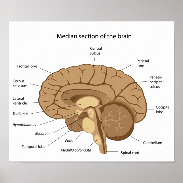 Human brain anatomy Poster (Front)