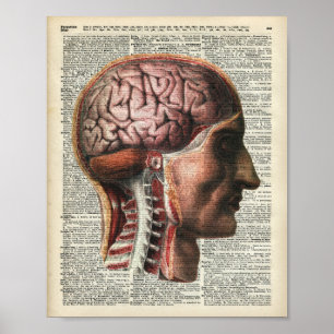 Human Brain Anatomy Poster