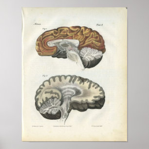 Human Brain Anatomy Print