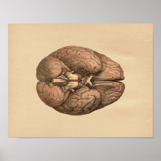 Human Brain Anatomy Vintage Print (Front)