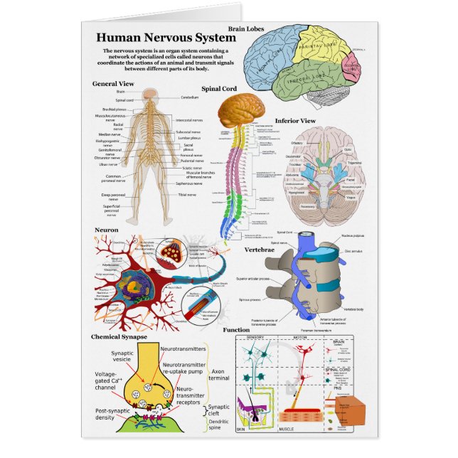 Human Brain and Central Nervous System Diagram (Front)